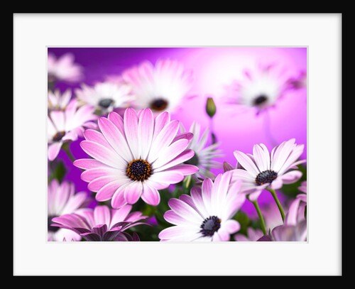 Osteospermum flowers by Assaf Frank